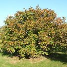 American Hazelnut, (Filbert), Corylus americana, 8 Seeds (Fast, Showy, Edible) Plantations