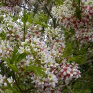 Yellowhorn Xanthoceras sorbifolium, Tree 3 Seeds (Showy Flower, Fall Color, Hardy) Plantations