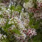 Yellowhorn Xanthoceras sorbifolium, Tree 3 Seeds (Showy Flower, Fall Color, Hardy) Plantations