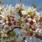 Yellowhorn Xanthoceras sorbifolium, Tree 6 Seeds (Showy Flower, Fall Color, Hardy) Plantations