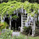 Blue Chinese Wisteria Vine, Wisteria sinensis, 8 Seeds (Fast, Showy, Hardy) Plantations