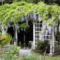 Blue Chinese Wisteria Vine, Wisteria sinensis, 8 Seeds (Fast, Showy, Hardy) Plantations