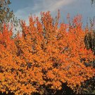 Apricot, Prunus armeniaca, Tree 3 Seeds (Fast, Hardy, Edible, Showy, Fall Color) Plantations