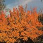 Apricot, Prunus armeniaca, Tree 3 Seeds (Fast, Hardy, Edible, Showy, Fall Color) Plantations