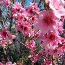 Nemaguard Peach, Prunus persica nemaguard, 3 Seeds (Fast, Hardy, Edible, Showy) Plantations
