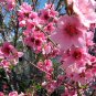 Nemaguard Peach, Prunus persica nemaguard, 3 Seeds (Fast, Hardy, Edible, Showy) Plantations