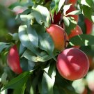 Nemaguard Peach, Prunus persica nemaguard, 6 Seeds (Fast, Hardy, Edible, Showy) Plantations