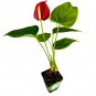 Anthurium Fire Glow ppaf (Fireglow) - Anthurium - Live Plant Plantations