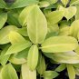 Philodendron Moonlight hybrid - Philodendron - Live Plant Plantations