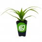White Jade Pineapple - Ananas comosus - Live Plant Plantations