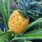 Elite Gold Pineapple - Ananas comosus Plantations