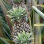 Sugarloaf Pineapple (Kona Sugarloaf) - Ananas comosus Plantations