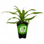 Florida Special Pineapple - Ananas comosus Plantations