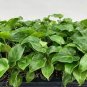 Philodendron Enzie Xanadu - Philodendron Plantations