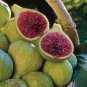 Ischia Fig Tree - Ficus carica - Live Plant Plantations