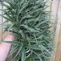 Juicy Pineapple - Ananas comosus - Live Plant Plantations