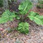 Low Rider Elephant Ear - Alocasia - Live Plant Plantations
