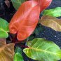 Rare Philodendron Live Plant — Prince of Orange, Ring of Fire or White Princess Plantations