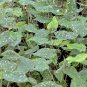 Hilo Beauty Elephant Ear - Alocasia - Live Plant Plantations