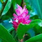 Hot Pink Ginger - Alpinia purpurata - Live Plant Plantations