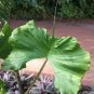 Stingray Elephant Ear - Alocasia - Live Plant Plantations