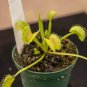 King Henry Venus Fly Trap Carnivorous Plant - Dionaea muscipula - Live Plant Plantations