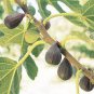 Violette de Bordeaux Fig - Ficus carica - Live Plant Plantations