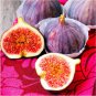 Violette de Bordeaux Fig - Ficus carica - Live Plant Plantations