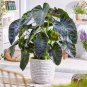 Aloha Elephant Ear - Colocasia - Live Plant Plantations