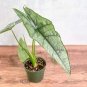 Dragon's Breath Elephant Ear - Alocasia heterophylla - Live Plant Plantations