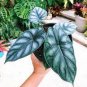Dragon Scale Elephant Ear - Alocasia baginda - Live Plant Plantations