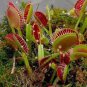Dente Venus Fly Trap Carnivorous Plant - Dionaea muscipula - Live Plant Plantations