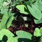 Sangria Elephant Ear - Colocasia - Live Plant Plantations
