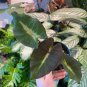 Tropical Storm Elephant Ear - Colocasia esculenta - Live Plant Plantations