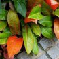 Philodendron Prince of Orange - Philodendron - Live Plant Plantations
