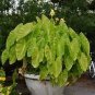 Maui Gold Elephant Ear - Colocasia - Live Plant Plantations