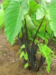 Bun Long Edible Elephant Ear - Colocasia esculenta - Live Plant Plantations