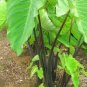 Bun Long Edible Elephant Ear - Colocasia esculenta - Live Plant Plantations