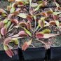 Akai Ryu Venus Fly Trap Carnivorous Plant - Dionaea muscipula - Live Plant Plantations