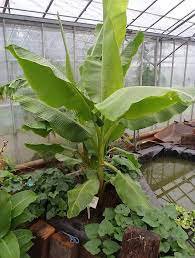 Musa Dwarf Cavendish - Hello Plants