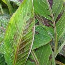 Siam Ruby Red Banana - Musa - Live Plant Plantations