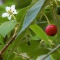 Red Jamaican Cherry (Strawberry Tree) - Muntingia calabura - Live Plant Plantations