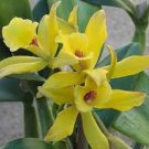 Variegated Vanilla Bean Orchid - Vanilla planifolia variegata - Live Plant Plantations