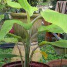 Ice Cream Banana 'Blue Java' - Musa acuminata × balbisiana - Live Plant Plantations