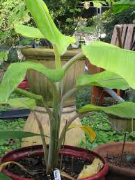 Ice Cream Banana 'Blue Java' - Musa acuminata &Atilde;� balbisiana - Live Plant Plantations
