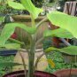 Ice Cream Banana 'Blue Java' - Musa acuminata × balbisiana - Live Plant Plantations