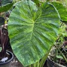Morning Dew Elephant Ear - Colocasia esculenta - Live Plant Plantations