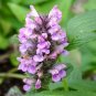 25 Seeds, Catmint Seeds B141, Nepeta Mussinii Plantations