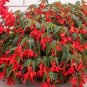 50 Seeds, Begonia Seeds – Orange F121.5, Home Garden DIY Plantations