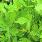 Organic Lovage Seeds, 200 seeds E91, Non GMO, Open Pollinated, Medicinal Plantations